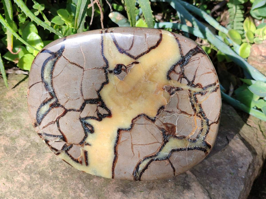 Polished Fossilized Septerye Slices x 2 From Mahajanga, Madagascar - Toprock Gemstones and Minerals 