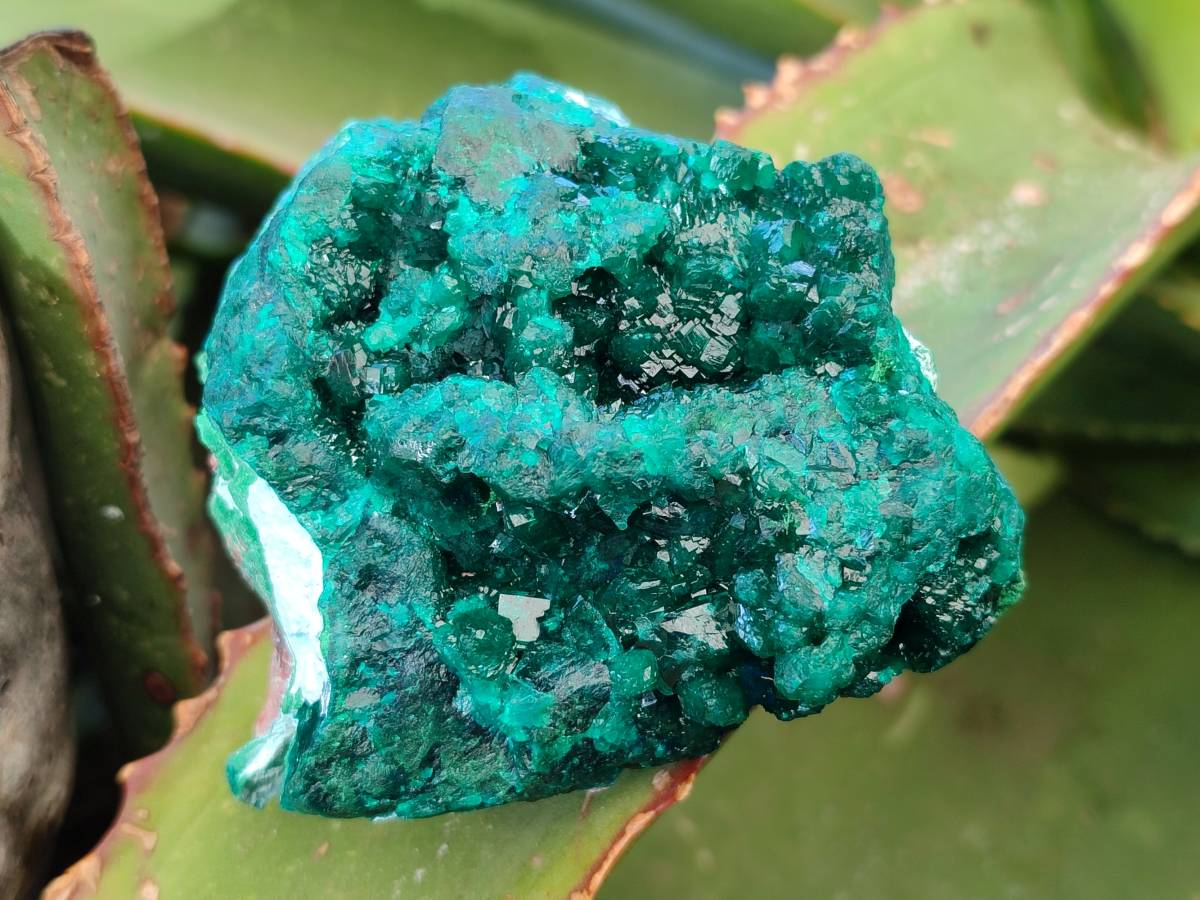 Natural Dioptase on Dolomite Matrix Specimens x 6 From Likasi, Congo - Toprock Gemstones and Minerals 