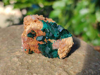 Natural Dioptase on Dolomite Matrix Specimens x 20 From Likasi, Congo