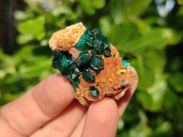 Natural Dioptase on Dolomite Matrix Specimens x 20 From Likasi, Congo