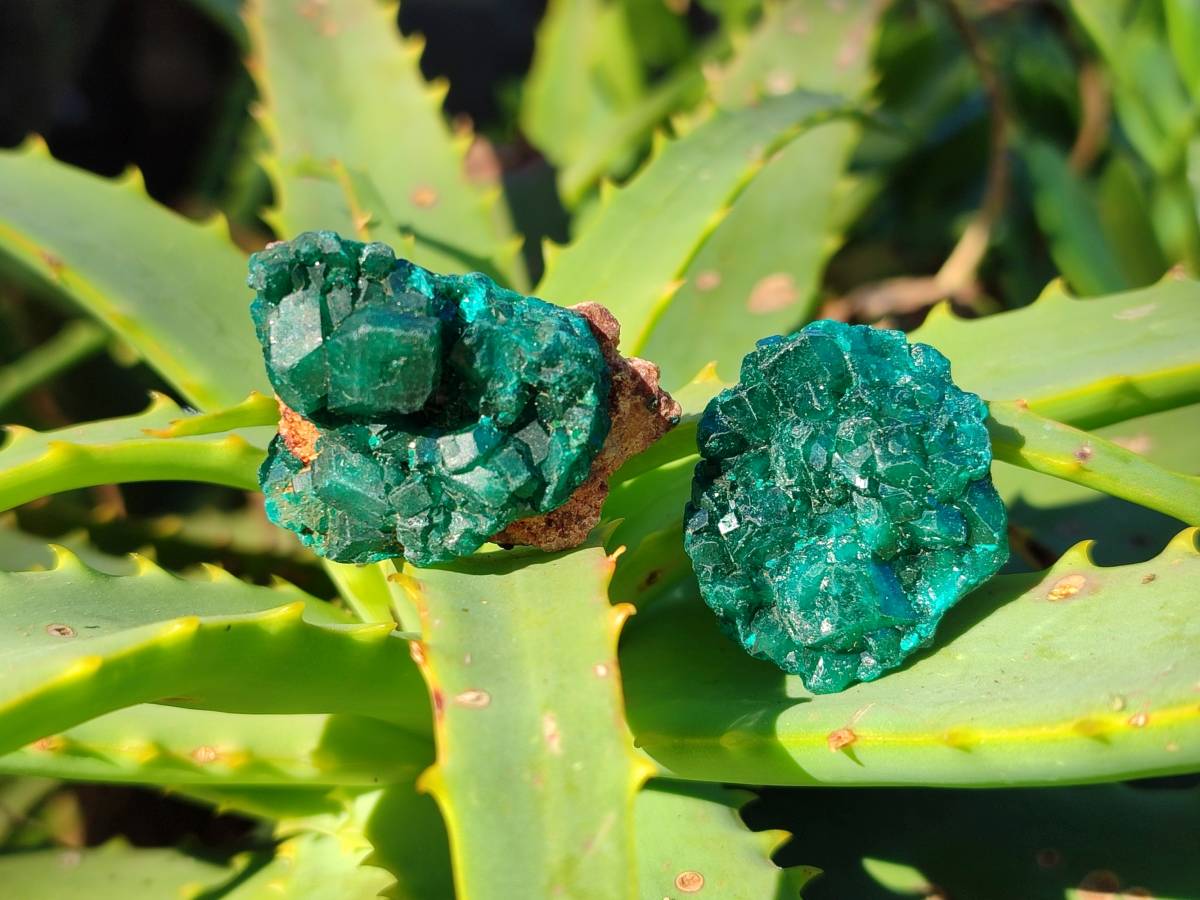 Natural Dioptase on Dolomite Matrix Specimens x 20 From Likasi, Congo - Toprock Gemstones and Minerals 