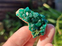 Natural Dioptase on Dolomite Matrix Specimens x 20 From Likasi, Congo