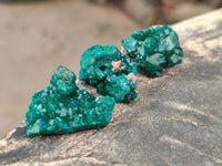 Natural Dioptase on Dolomite Matrix Specimens x 20 From Likasi, Congo