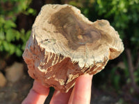 Polished Petrified Wood Branch Pieces x 3 From Gokwe, Zimbabwe - Toprock Gemstones and Minerals 
