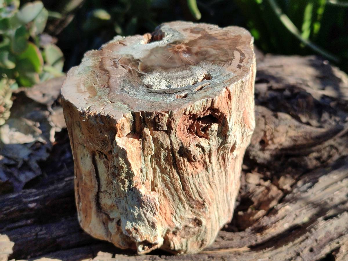 Polished Petrified Wood Branch Pieces x 3 From Gokwe, Zimbabwe - Toprock Gemstones and Minerals 