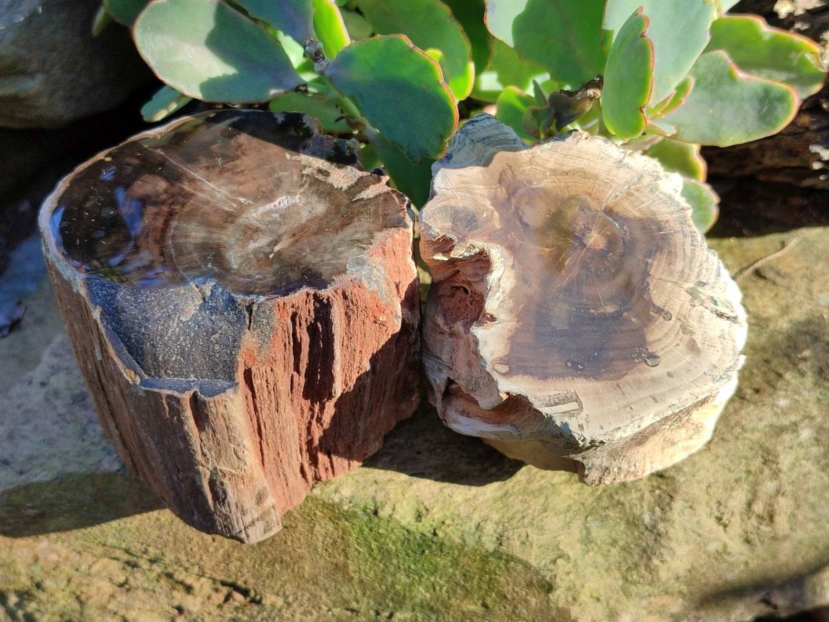Polished Petrified Wood Branch Pieces x 3 From Gokwe, Zimbabwe - Toprock Gemstones and Minerals 