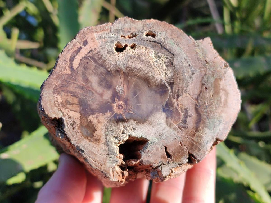 Polished Petrified Wood Branch Pieces x 3 From Gokwe, Zimbabwe - Toprock Gemstones and Minerals 