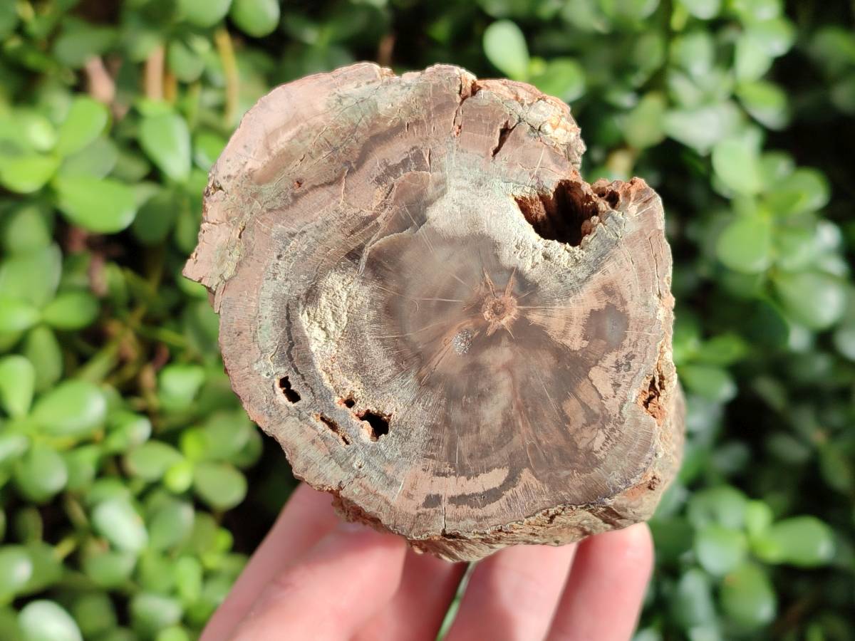 Polished Petrified Wood Branch Pieces x 3 From Gokwe, Zimbabwe - Toprock Gemstones and Minerals 