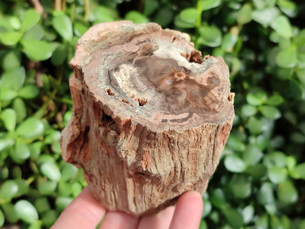 Polished Petrified Wood Branch Pieces x 3 From Gokwe, Zimbabwe