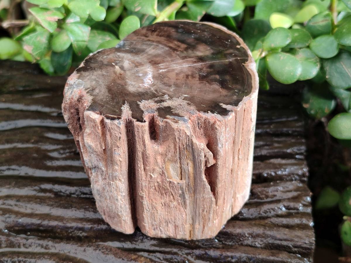 Polished Petrified Wood Branch Pieces x 3 From Gokwe, Zimbabwe - Toprock Gemstones and Minerals 