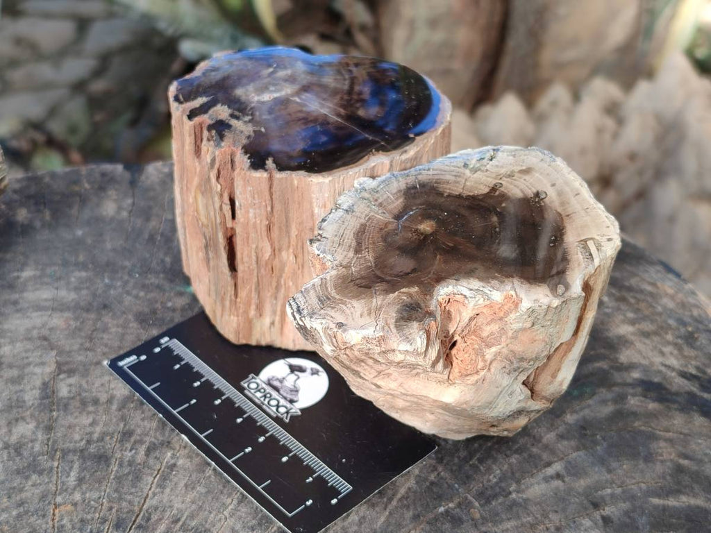 Polished Petrified Wood Branch Pieces x 3 From Gokwe, Zimbabwe - Toprock Gemstones and Minerals 