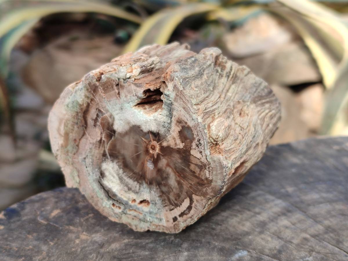 Polished Petrified Wood Branch Pieces x 3 From Gokwe, Zimbabwe - Toprock Gemstones and Minerals 