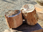 Polished Petrified Wood Branch Pieces x 3 From Gokwe, Zimbabwe - Toprock Gemstones and Minerals 