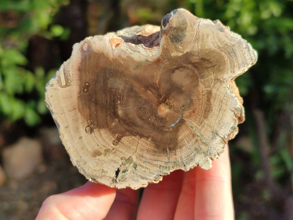 Polished Petrified Wood Branch Pieces x 3 From Gokwe, Zimbabwe - Toprock Gemstones and Minerals 