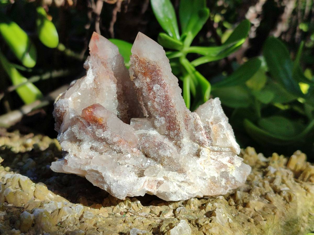 Natural Fairy Spirit Quartz Clusters x 4 From Boekenhouthoek, South Africa - Toprock Gemstones and Minerals 