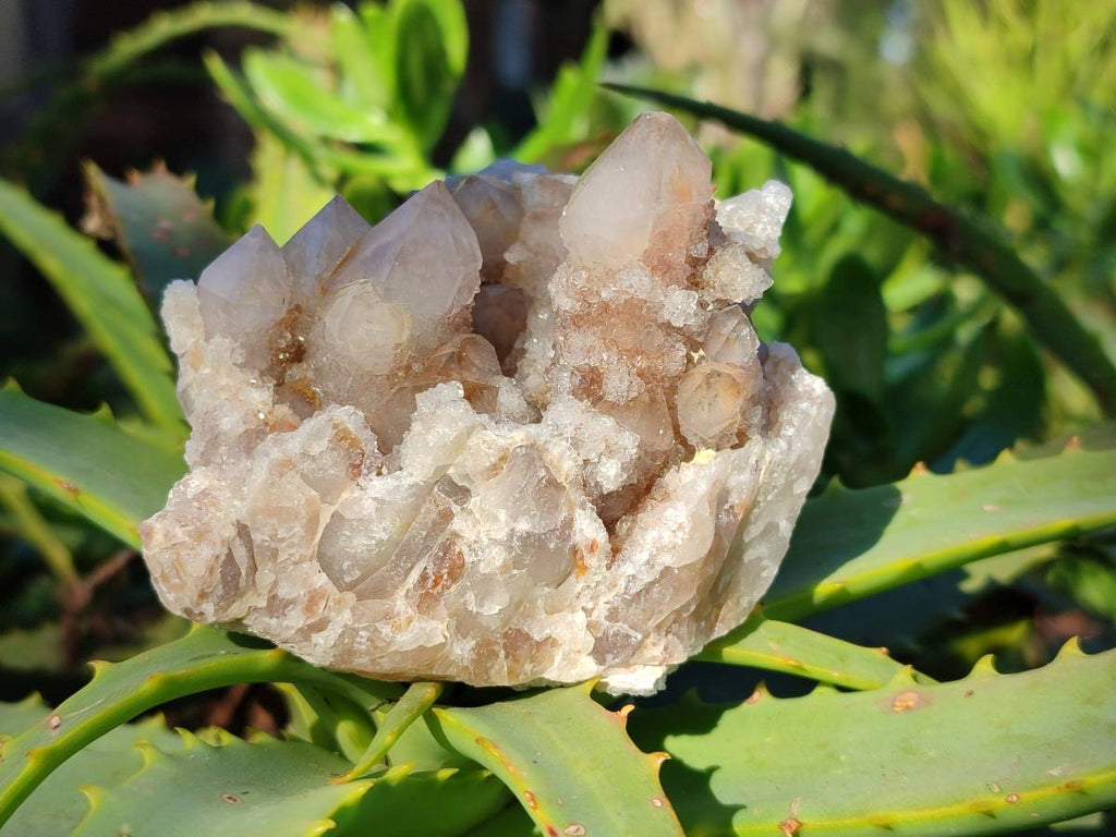 Natural Fairy Spirit Quartz Clusters x 4 From Boekenhouthoek, South Africa - Toprock Gemstones and Minerals 