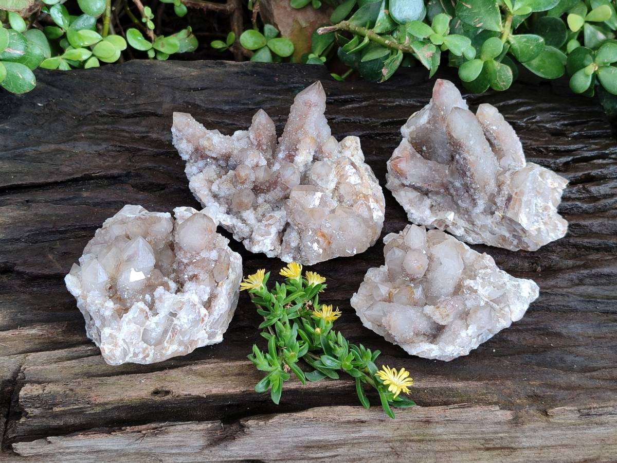 Natural Fairy Spirit Quartz Clusters x 4 From Boekenhouthoek, South Africa - Toprock Gemstones and Minerals 