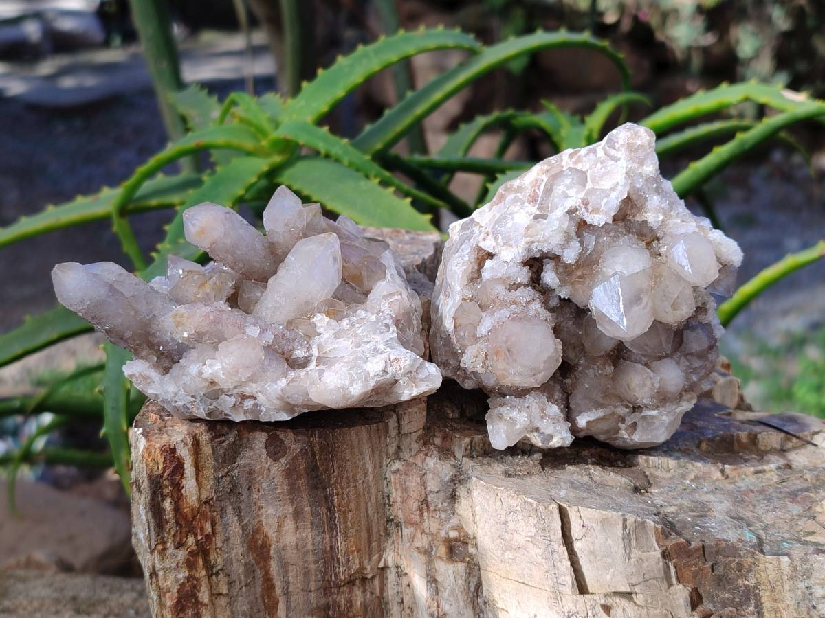 Natural Fairy Spirit Quartz Clusters x 4 From Boekenhouthoek, South Africa - Toprock Gemstones and Minerals 