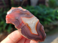 Polished On One Side Red Sashe River Agate Nodules x 24 From Zimbabwe