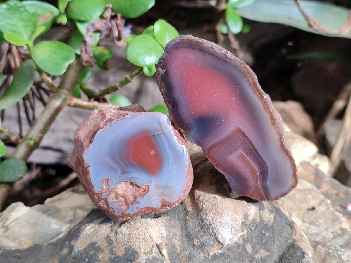 Polished On One Side Red Sashe River Agate Nodules x 24 From Zimbabwe - Toprock Gemstones and Minerals 