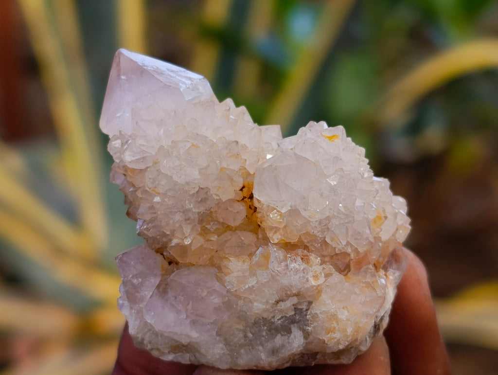 Natural Spirit Quartz Crystals x 35 From Boekenhouthoek, South Africa - Toprock Gemstones and Minerals 