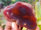 Polished On One Side Red Sashe River Agate Nodules x 20 From Zimbabwe - Toprock Gemstones and Minerals 