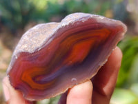 Polished On One Side Red Sashe River Agate Nodules x 20 From Zimbabwe - Toprock Gemstones and Minerals 