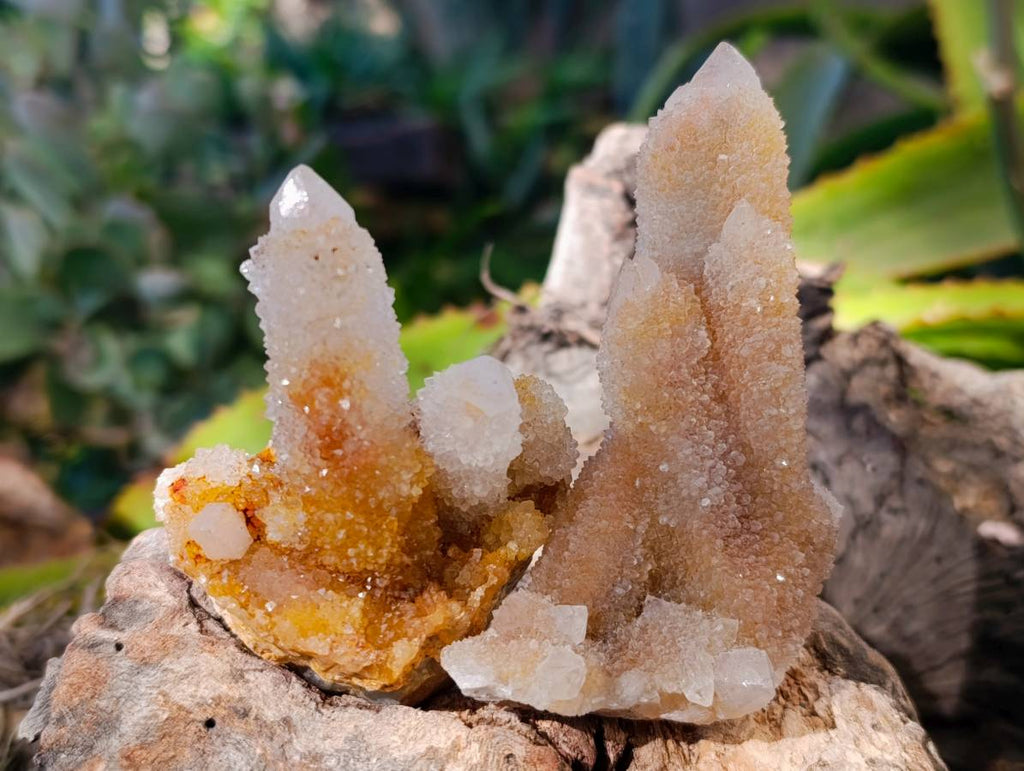 Natural Golden Limonite Coated Fairy Spirit Quartz Clusters x 12 From Boekenhouthoek, South Africa - Toprock Gemstones and Minerals 