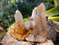 Natural Golden Limonite Coated Fairy Spirit Quartz Clusters x 12 From Boekenhouthoek, South Africa