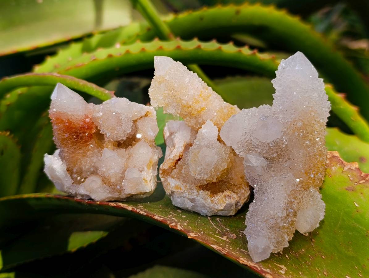 Natural Golden Limonite Coated Fairy Spirit Quartz Clusters x 12 From Boekenhouthoek, South Africa - Toprock Gemstones and Minerals 