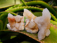 Natural Golden Limonite Coated Fairy Spirit Quartz Clusters x 12 From Boekenhouthoek, South Africa