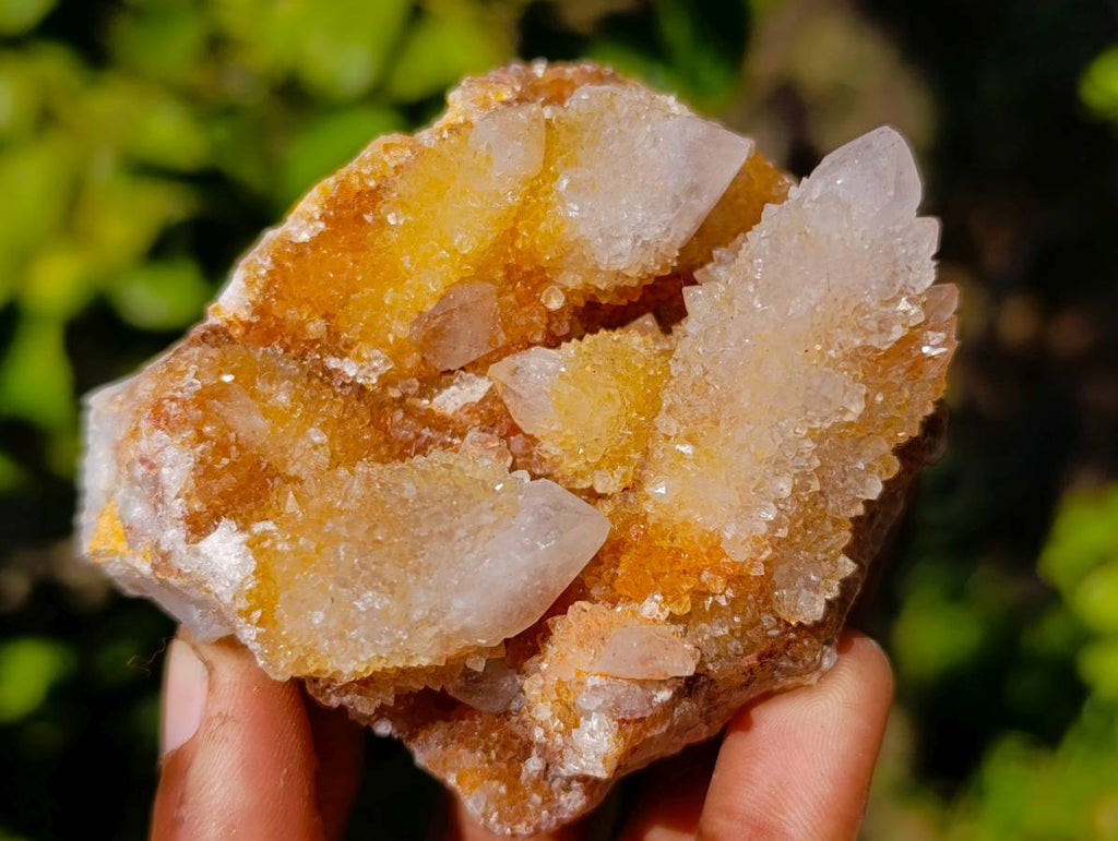Natural Golden Limonite Coated Fairy Spirit Quartz Clusters x 12 From Boekenhouthoek, South Africa - Toprock Gemstones and Minerals 