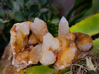 Natural Golden Limonite Coated Fairy Spirit Quartz Clusters x 12 From Boekenhouthoek, South Africa