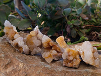 Natural Golden Limonite Coated Fairy Spirit Quartz Clusters x 12 From Boekenhouthoek, South Africa