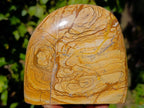 Polished Picture Stone Jasper Standing Free Forms x 2 From Northwest Coast, Madagascar - Toprock Gemstones and Minerals 
