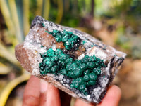 Natural Ball Malachite and Drusy Quartz On Dolomite Matrix Specimens x 6 From Kambove, Congo