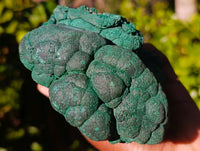 Natural Botryoidal Silky Malachite Specimen x 1 From Congo