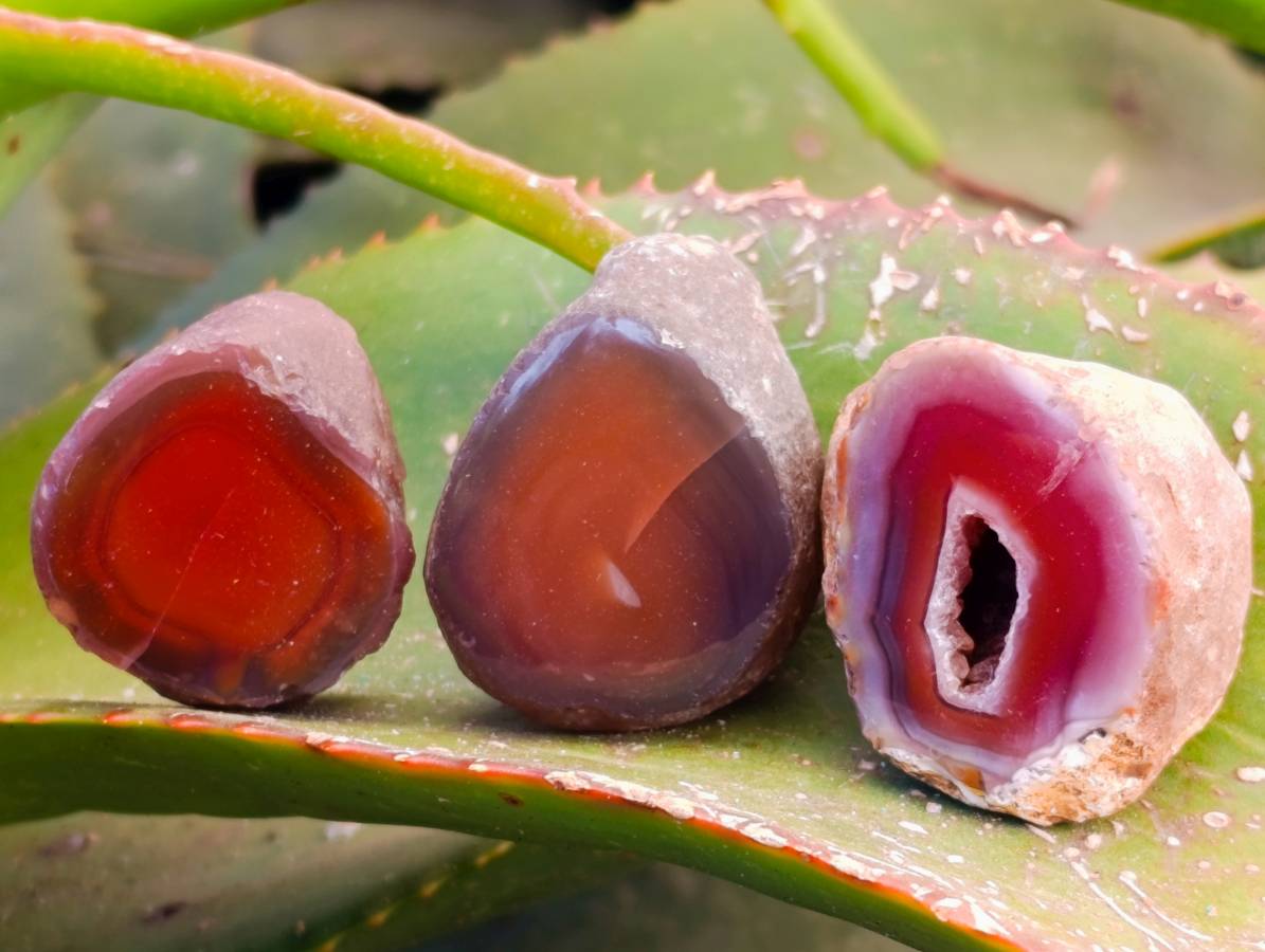 Polished On One Side Red Sashe River Agate Nodules x 20 From Zimbabwe - Toprock Gemstones and Minerals 