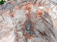 Polished Podocarpus Petrified Wood Slice x 1 From Mahajanga, Madagascar