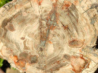 Polished Podocarpus Petrified Wood Slice x 1 From Mahajanga, Madagascar