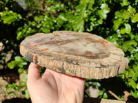 Polished Podocarpus Petrified Wood Slice x 1 From Mahajanga, Madagascar