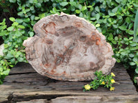 Polished Podocarpus Petrified Wood Slice x 1 From Mahajanga, Madagascar