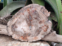 Polished Podocarpus Petrified Wood Slice x 1 From Mahajanga, Madagascar