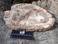 Polished Podocarpus Petrified Wood Slice x 1 From Mahajanga, Madagascar