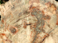 Polished Podocarpus Petrified Wood Slice x 1 From Mahajanga, Madagascar