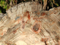 Polished Podocarpus Petrified Wood Slice x 1 From Mahajanga, Madagascar