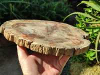 Polished Podocarpus Petrified Wood Slice x 1 From Mahajanga, Madagascar