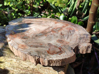 Polished Podocarpus Petrified Wood Slice x 1 From Mahajanga, Madagascar