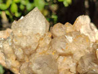 Natural Phantom Smokey Quartz Cluster x 1 From Luena, Congo