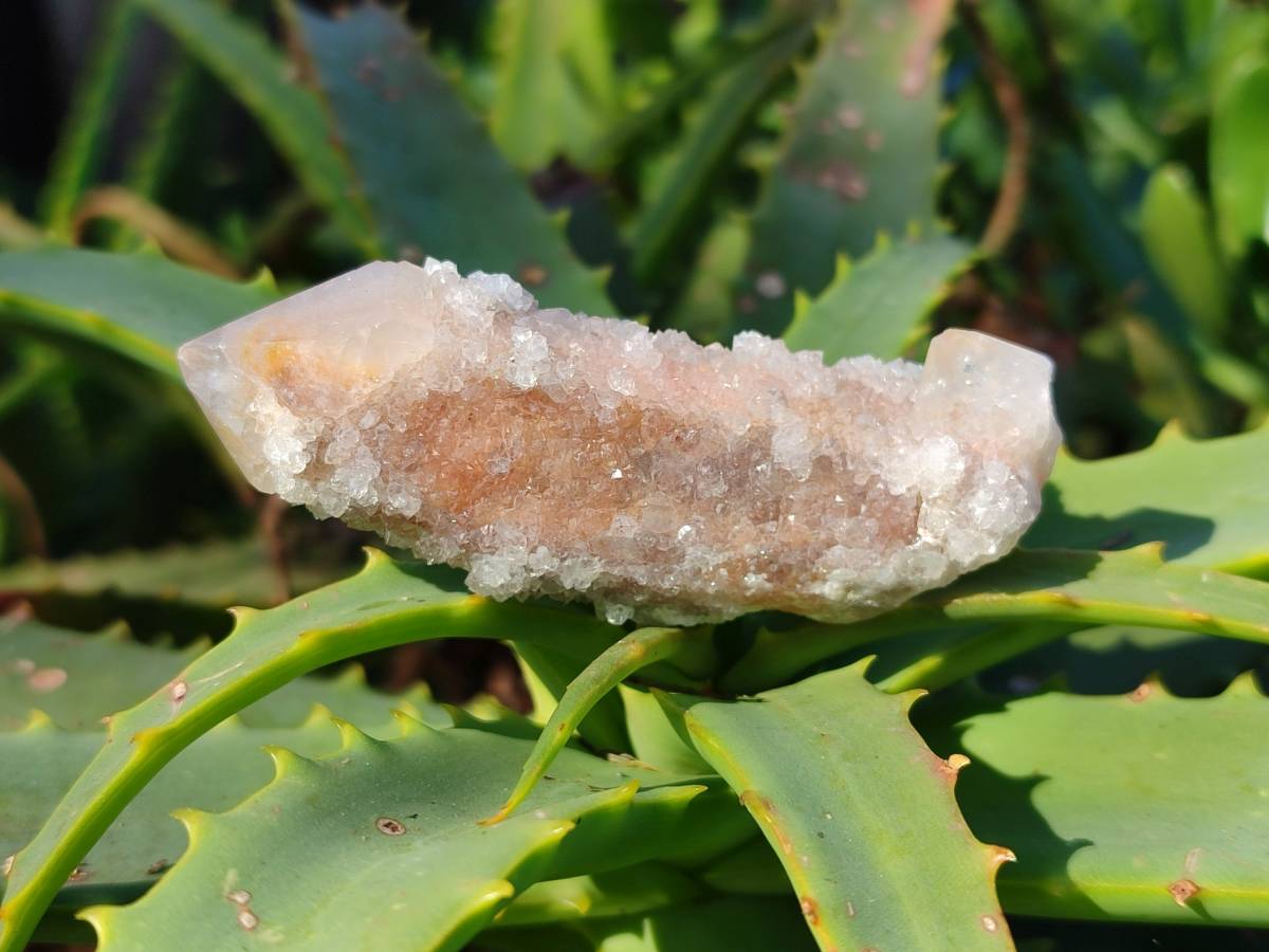 Natural Fairy Spirit Quartz Clusters x 12 From Boekenhouthoek, South Africa - Toprock Gemstones and Minerals 